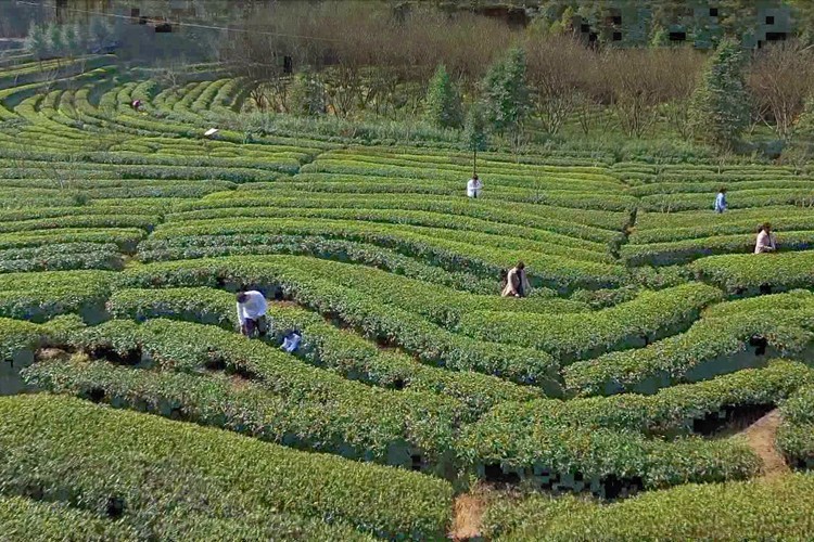 采茶2.JPG