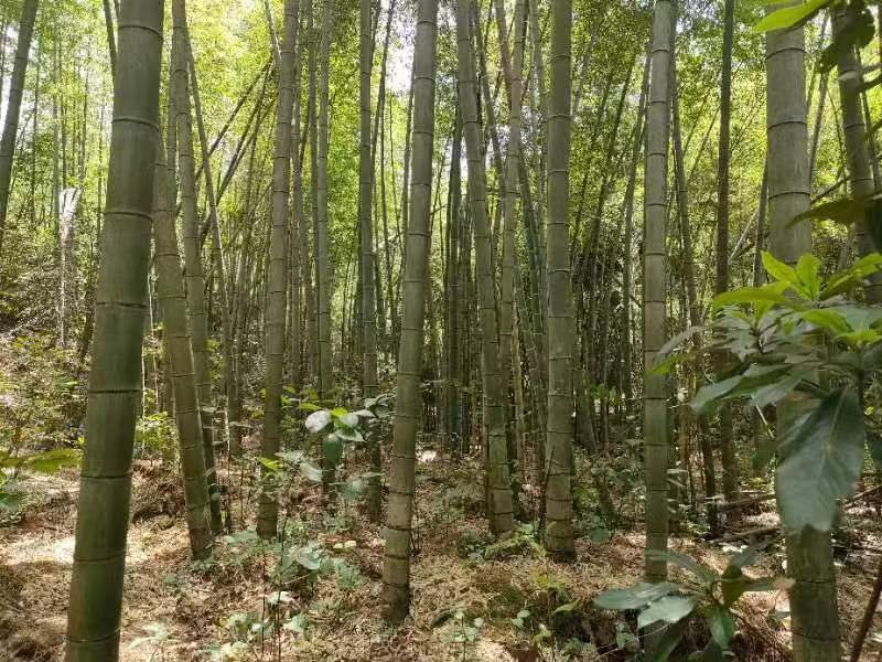 楠竹727.jpg 楠竹727.jpg