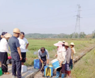 聚焦十大重点工作·乡村大振兴｜我市综合防控“福寿螺”保农业安全生产