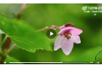 保山龙陵首次拍到新物种龙陵秋海棠开花珍贵视频