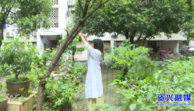  做好防蚊灭蚊  远离“登革热”