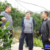唐要善来我市调研库区柑橘产业提质增效工作
