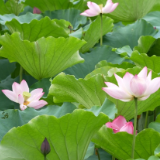 今日小暑 | 温风送荷香，且惜夏日长