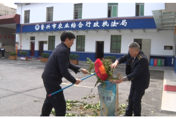 资兴市集中销毁320株非法柑橘苗木