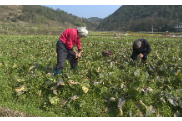 春耕备耕｜资兴市白廊镇恒魁村初春农事忙  