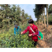 春耕备耕进行时：资兴市回龙村民采茶忙