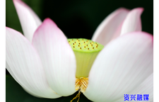 夏至将至荷花开