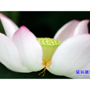 夏至将至荷花开