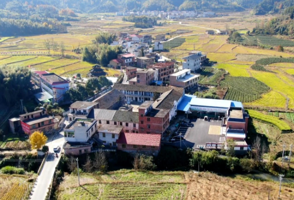 资兴：银杏树叶随风起舞，扮靓乡村