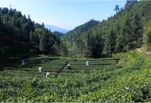 全力争当郴州打造“一极六区”排头兵 | 资兴东江狗脑贡讲好“茶故事”