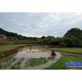 走基层·清夏 ▏滁口镇：“旱改水”改出新“稻”路