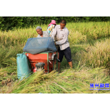 州门司镇建设村：中稻熟了收割忙