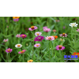 秋日花海迎客来