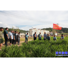直击灾后重建 ▏省科技特派员：资兴灾后“出诊”  为农业“把脉开方”