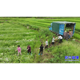 聚焦灾后重建·看变化 ▏州门司镇白筱村：西瓜喜丰收  走俏国内市场