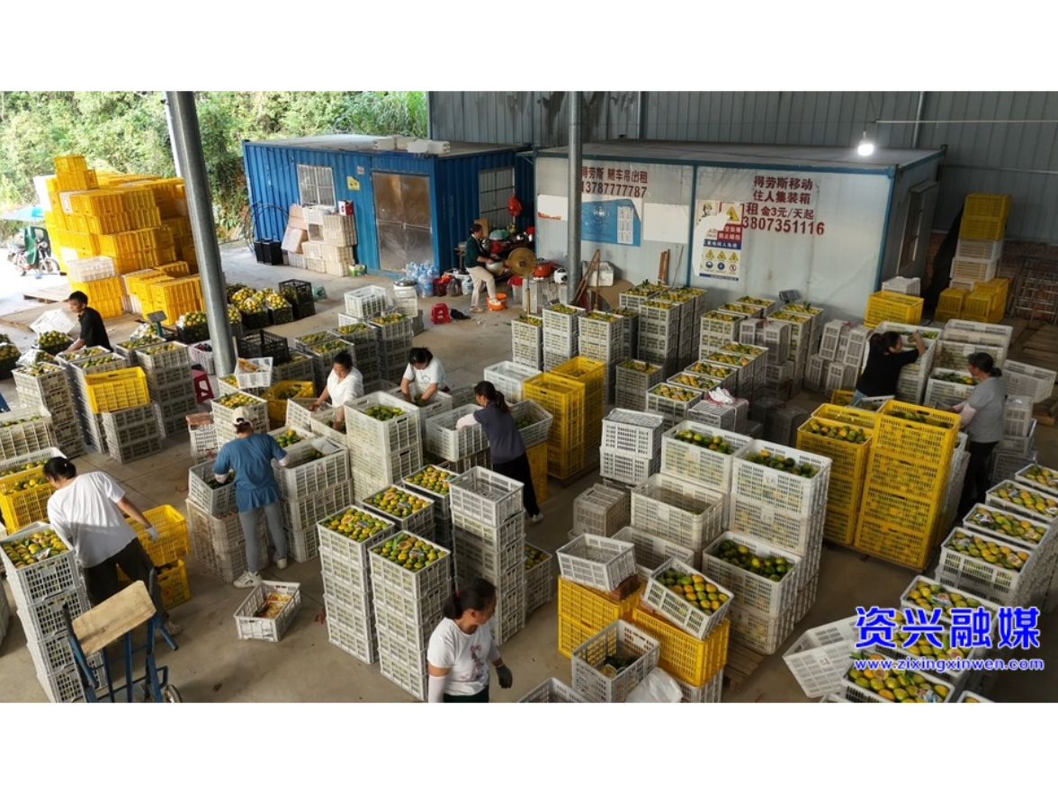 清江镇：万亩柑橘上市 满园好“丰”景
