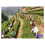 汤溪镇中心完小“茶韵”劳动课润童心