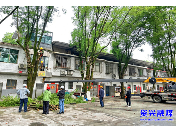 开局八好·惠民生增福祉｜唐洞街道兴华路社区：小小剪枝行动 暖暖为民情怀