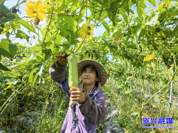 资金撬动，产业带动！回龙山瑶族乡铺就群众增收路