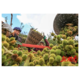 湖南高质量打赢脱贫攻坚战丨扶贫投入“节节高” 脱贫攻坚“粮草足”