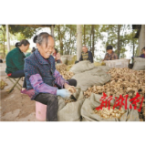 走向胜利·决战决胜乡村述说丨“逮”住百合,人均8千块