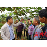 湖南高质量打赢脱贫攻坚战丨为有牺牲多壮志