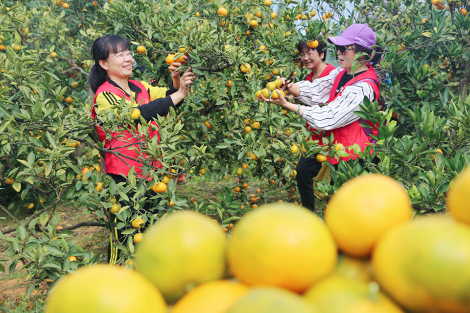 65岁的陈亚坤一年到头靠卖桔子维持生活，丈夫病故，孩子都在外地打工。她自己也患有疾病，不能干太重的农活，别说爬树了，走路都费劲。
