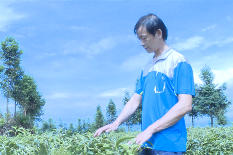 茶叶 肖文波2.png