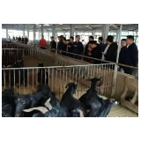 科学农事 | 好黑山羊怎么挑？“私人顾问”畜牧专家李昊帮上线了！