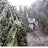 应对低温雨雪天气丨东江街道“三靠前、四到位”应对低温雨雪冰冻天气