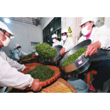 【郴州日报头版】扶贫茶厂助农脱贫增收