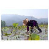 资兴：早熟藕尖畅销粤港澳大湾区