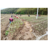 兴宁镇长坌村：将抛荒地打造成艾叶种植基地