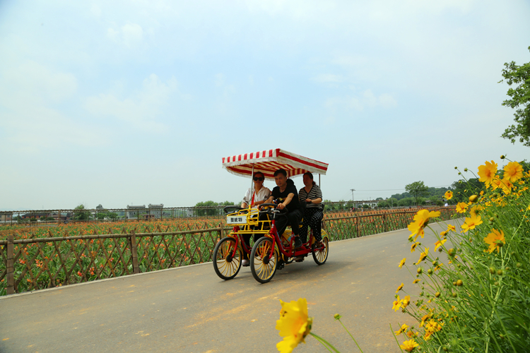 游客在三都镇流华湾村骑着四轮游车欣赏美人蕉和格桑花