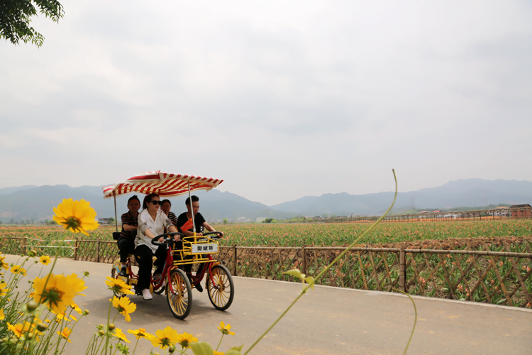 游客在三都镇流华湾村骑着四轮游车欣赏美人蕉和格桑花
