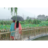 流华湾古村：荷花池上过端午