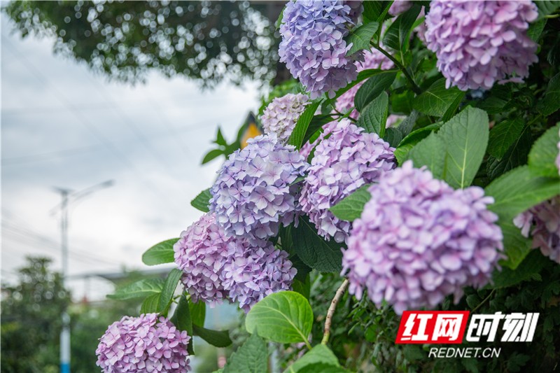 繡花球又名八仙花,、紫陽花,、粉團花等,。