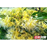 小康路上丨金银花开“金银”多 隆回以花为媒步入发展“快车道”