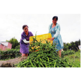 【郴州日报】扶贫蔬菜丰收 党员帮忙采摘