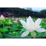 三都镇：“错峰”荷花香古村