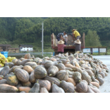脱贫攻坚战丨团结村：香芋小南瓜助力贫困户脱贫