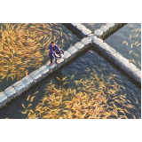 【湖南日报】东江鱼直“游”大湾区