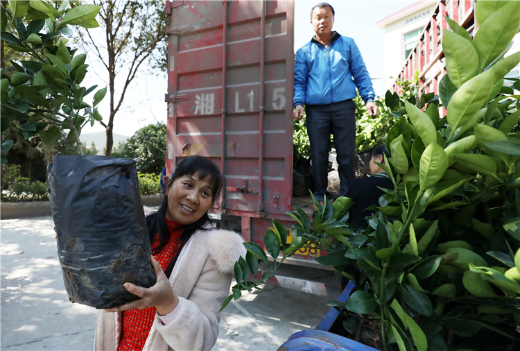 在兴宁镇坪石村，库区移民正在领取免费柑橘树苗。