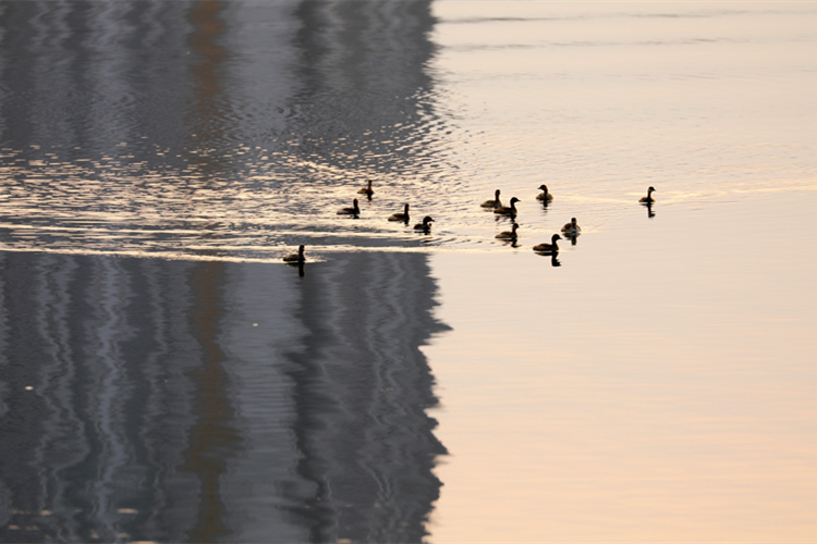 近年来，资兴加大东江湖流域污染防治力度，着力推进水生态文明建设，吸引多种水禽来此栖息。