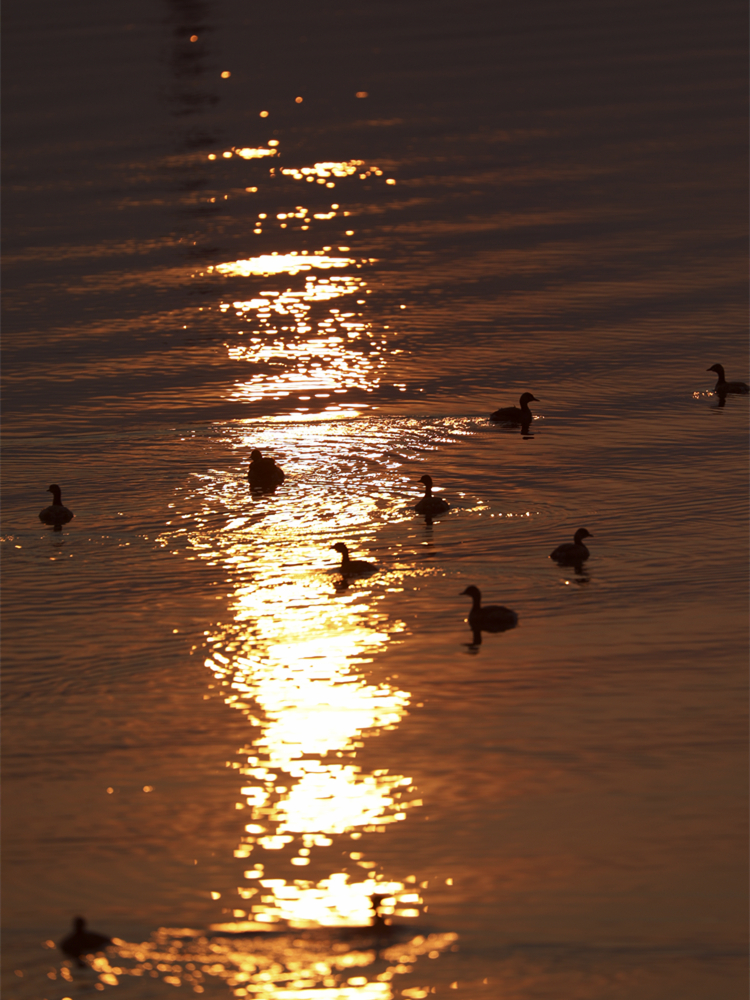 成群水禽聚集在东江湖上。