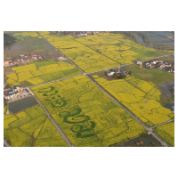 支书笔记里的花田喜事