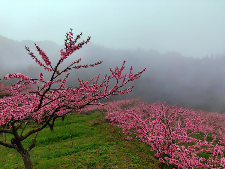 饶平桃花图片