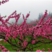 汤溪镇：高山桃花别样红