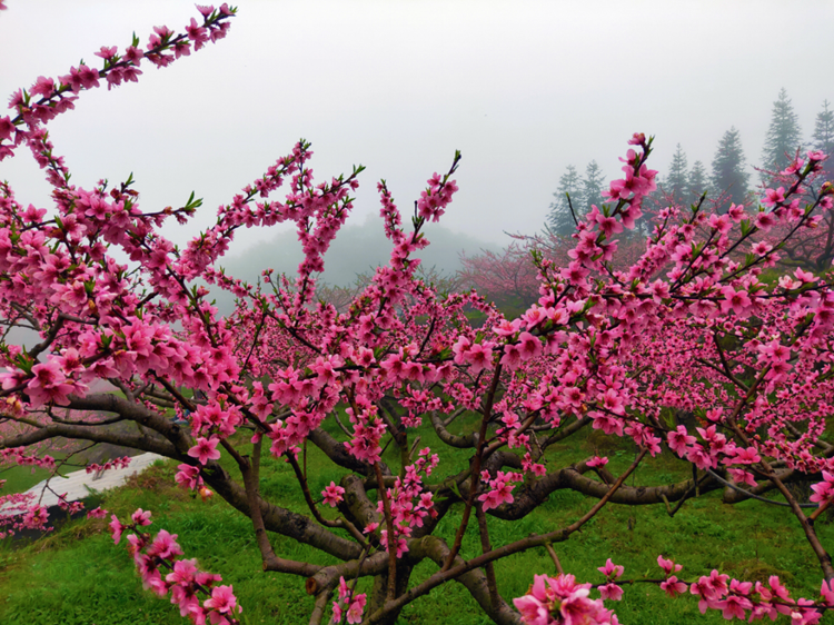 饶平桃花图片