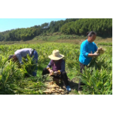 兴宁镇：天晴收姜忙